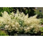 ARUNCUS dioicus ARUNCUS dioicus