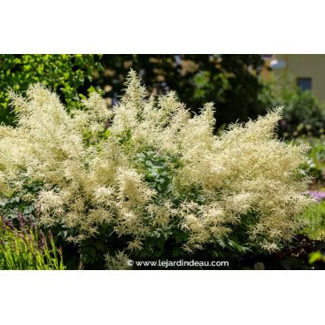ARUNCUS dioicus - Barbe de bouc