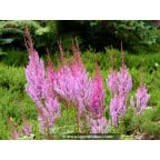 ASTILBE chinensis var. pumila ASTILBE chinensis var. pumila