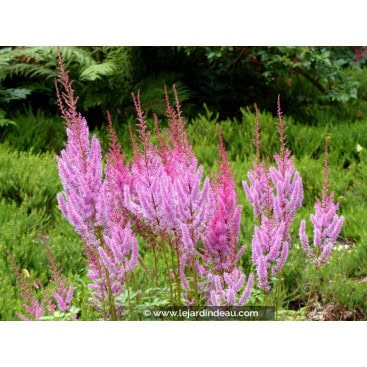 ASTILBE chinensis var. pumila - ASTILBE chinensis var. pumila