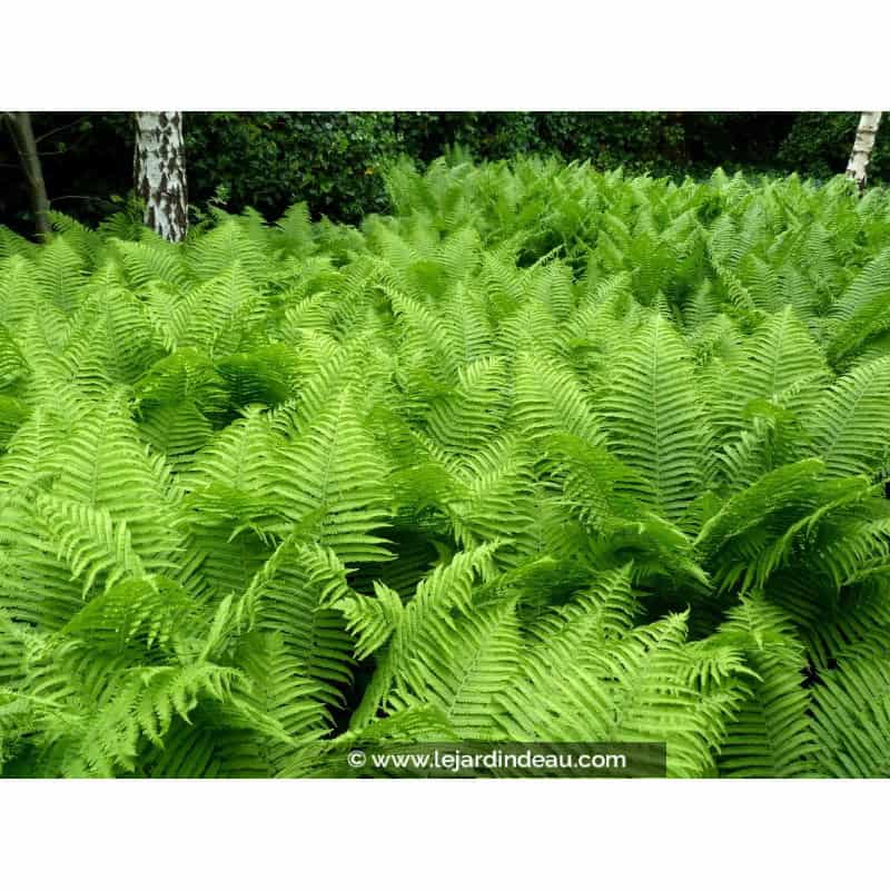 ATHYRIUM filix-femina ATHYRIUM filix-femina