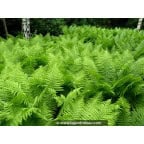 ATHYRIUM filix-femina ATHYRIUM filix-femina