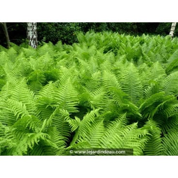 ATHYRIUM filix-femina - Foug&egrave;re femelle