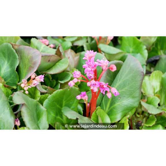 BERGENIA 'Abendglut'