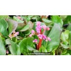 BERGENIA 'Abendglut' BERGENIA 'Abendglut'