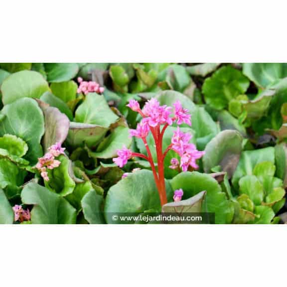 BERGENIA 'Abendglut'
