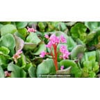 BERGENIA 'Abendglut' BERGENIA 'Abendglut'