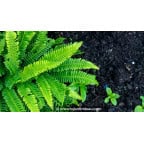 BLECHNUM spicant BLECHNUM spicant