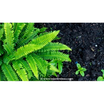 BLECHNUM spicant - Foug&egrave;re vivace