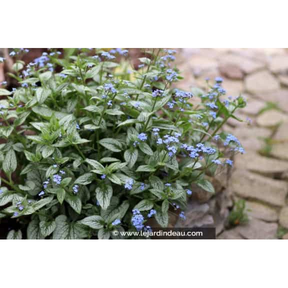BRUNNERA macrophylla 'Looking Glass'