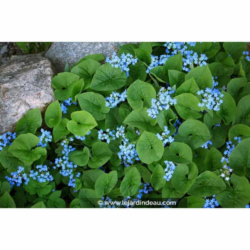 BRUNNERA macrophylla BRUNNERA macrophylla