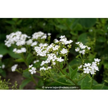 BRUNNERA macrophylla \'Betty Bowring\' - Buglosse de Sibérie \'Betty Bowring\'
