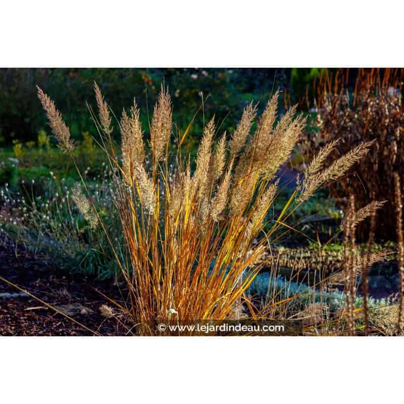 CALAMAGROSTIS x acutiflora 'Karl Foerster' CALAMAGROSTIS x acutiflora 'Karl Foerster'