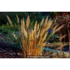 CALAMAGROSTIS x acutiflora 'Karl Foerster' CALAMAGROSTIS x acutiflora 'Karl Foerster'