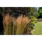 CALAMAGROSTIS x acutiflora 'Overdam' CALAMAGROSTIS x acutiflora 'Overdam'