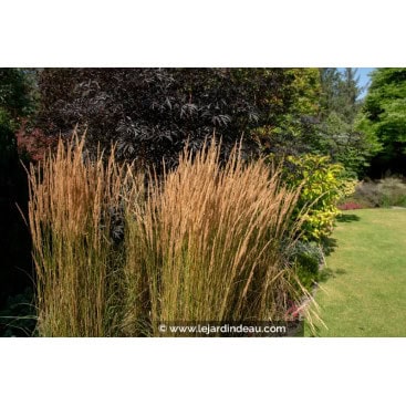 CALAMAGROSTIS x acutiflora \'Overdam\' - Gramin&eacute;e panach&eacute;e.