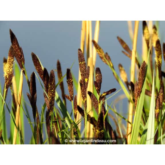 CAREX acutiformis