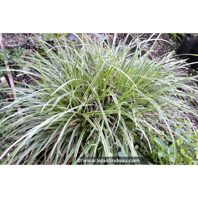 CAREX morrowii 'Ice Dance' CAREX morrowii 'Ice Dance'