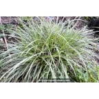 CAREX morrowii 'Ice Dance' CAREX morrowii 'Ice Dance'