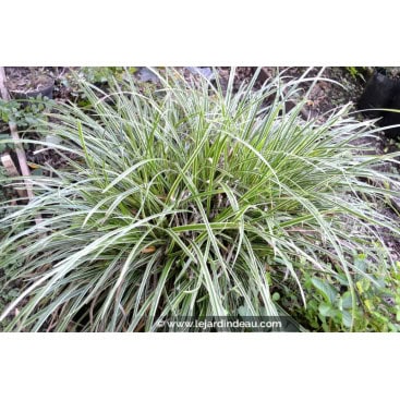 CAREX morrowii \'Ice Dance\' - Laîche / graminée