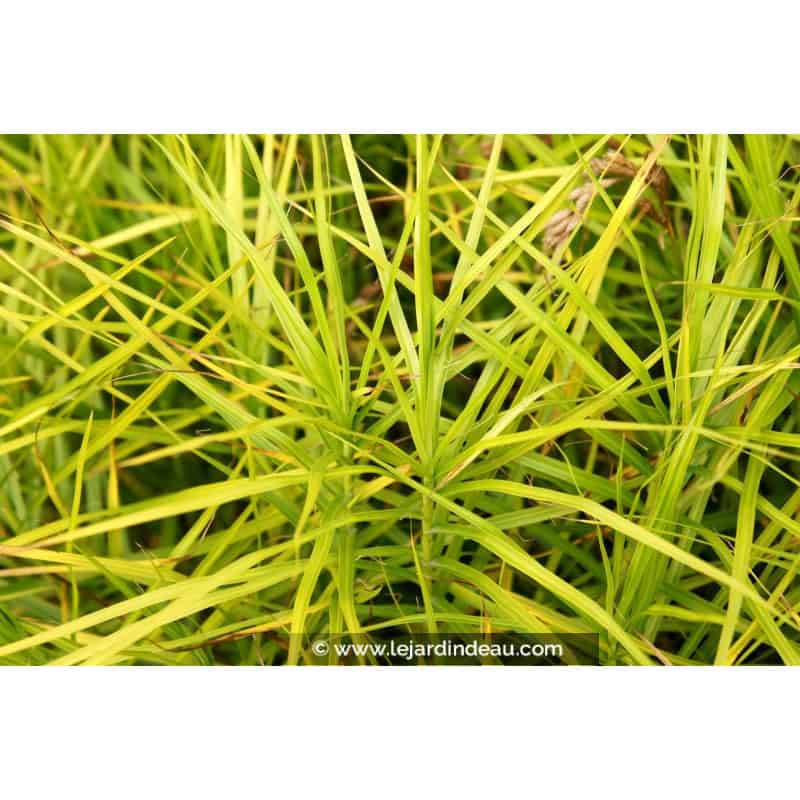 CAREX muskingumensis CAREX muskingumensis