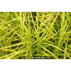 CAREX muskingumensis CAREX muskingumensis