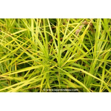 CAREX muskingumensis - La&icirc;che palm&eacute;e /  Palm Sedge