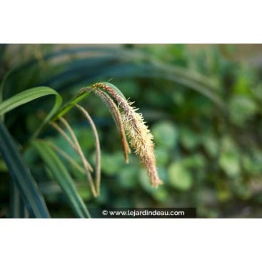 CAREX pendula - La&icirc;che pendante /  Drooping Sedge