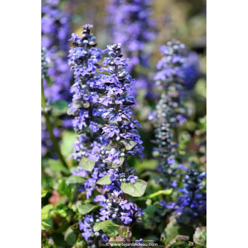 AJUGA reptans 'Catlin's Giant' AJUGA reptans 'Catlin's Giant'