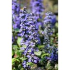 AJUGA reptans 'Catlin's Giant' AJUGA reptans 'Catlin's Giant'