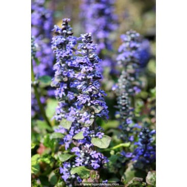 AJUGA reptans \'Catlin\'s Giant\' - Bugle rampante \'Catlin\'s Giant\'