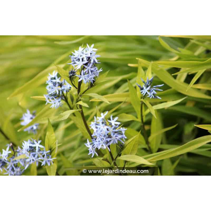 AMSONIA ciliata AMSONIA ciliata