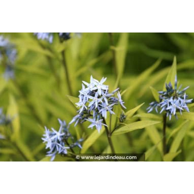 AMSONIA ciliata - Amsonie ciliée