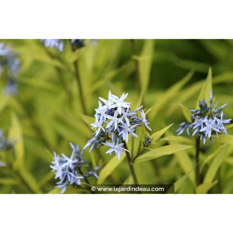 AMSONIA ciliata AMSONIA ciliata