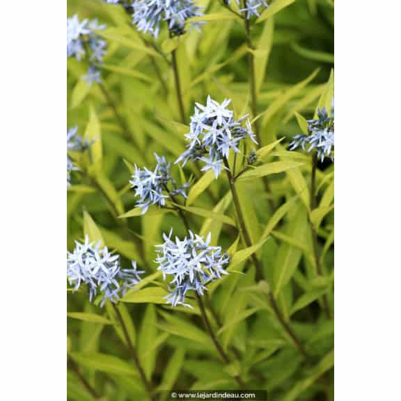 AMSONIA ciliata