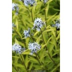 AMSONIA ciliata AMSONIA ciliata