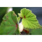 BEGONIA grandis subsp. evensiana var. alba BEGONIA grandis subsp. evensiana var. alba