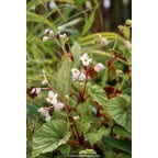 BEGONIA grandis subsp. evensiana var. alba BEGONIA grandis subsp. evensiana var. alba