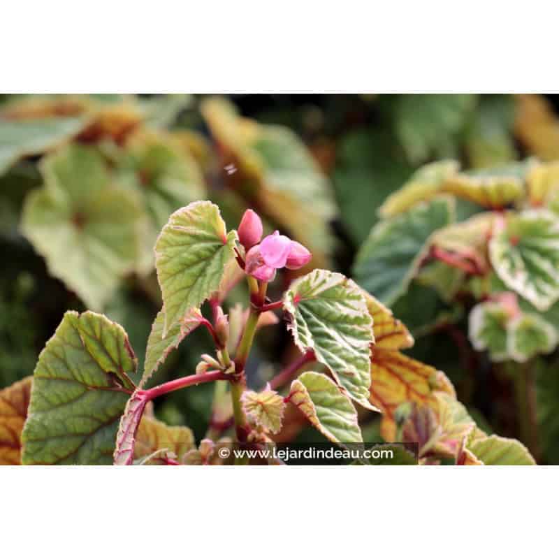 BEGONIA grandis evansiana BEGONIA grandis evansiana