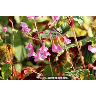 BEGONIA grandis subsp. evansiana - Bégonia rustique / Bégonia vivace