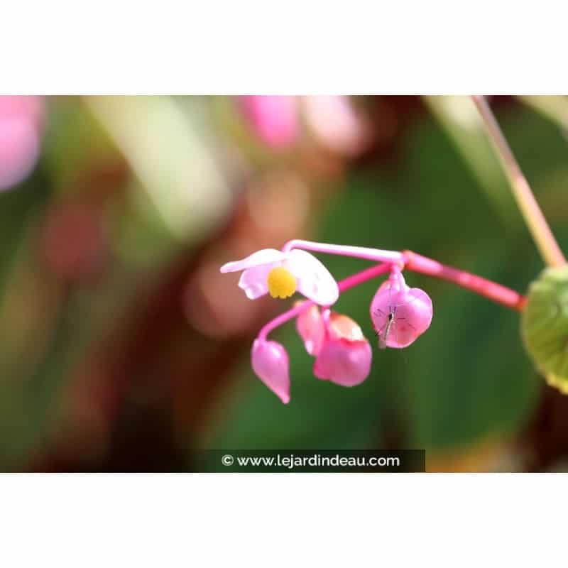 BEGONIA grandis evansiana BEGONIA grandis evansiana
