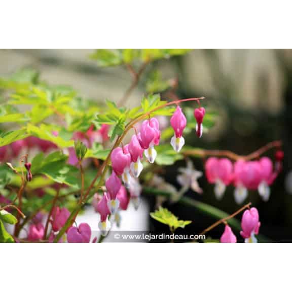 DICENTRA spectabilis