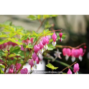 DICENTRA spectabilis - Cœur de Marie / cœur de Jeannette / Cœur saignant