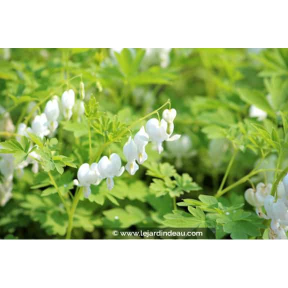 DICENTRA spectabilis 'Alba'