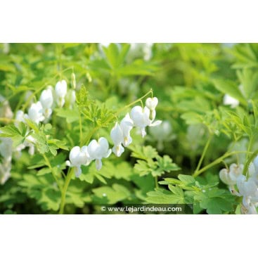 DICENTRA spectabilis \'Alba\' - Cœur de Marie Blanc / cœur de Jeannette Blanc / Cœur saignant Blanc