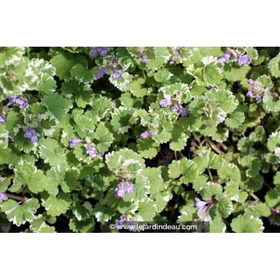 GLECHOMA hederacea 'Variegata'