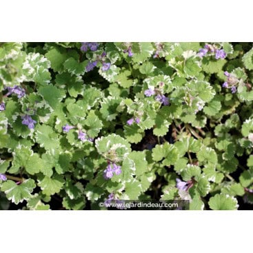 GLECHOMA hederacea \'Variegata\' - Lierre terrestre panach&eacute;