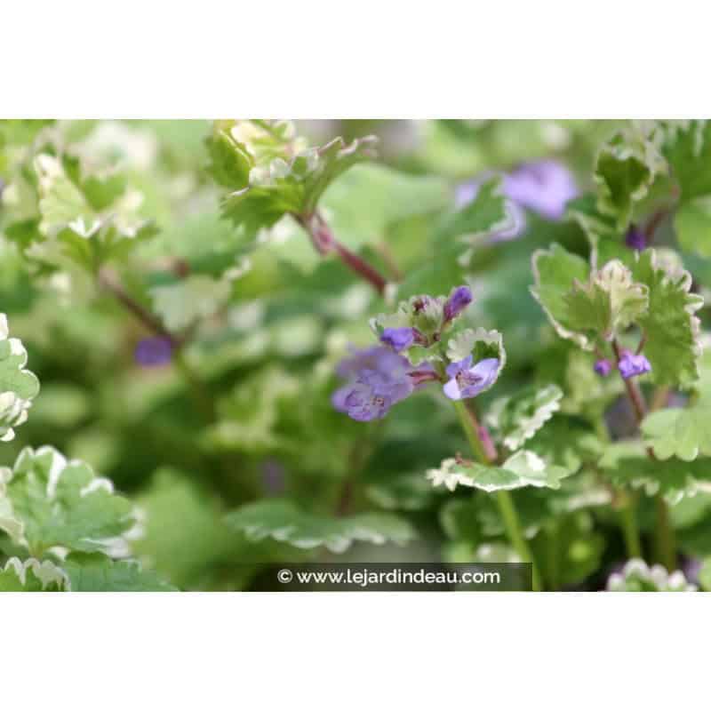 GLECHOMA hederacea 'Variegata' GLECHOMA hederacea 'Variegata'