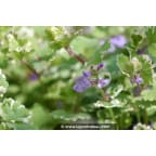 GLECHOMA hederacea 'Variegata' GLECHOMA hederacea 'Variegata'