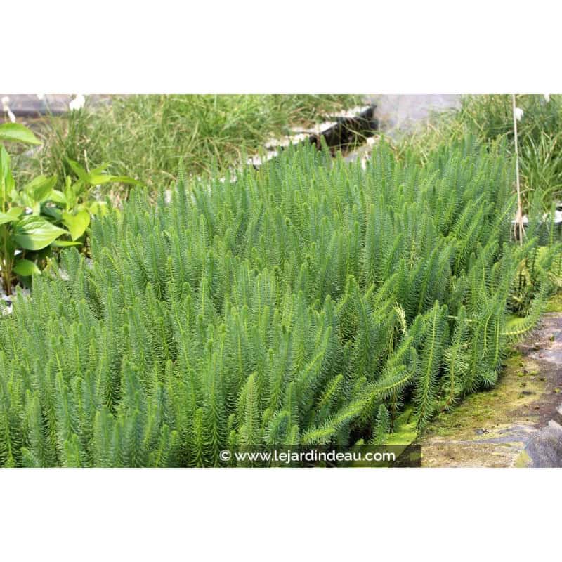 HIPPURIS vulgaris HIPPURIS vulgaris